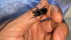 Dorcus rectus