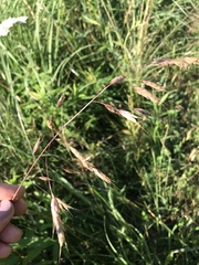 Bromus commutatus