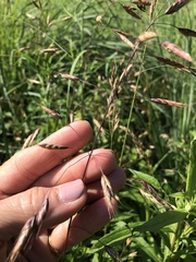 Bromus commutatus