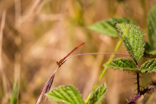 Desert Firetail photo 3