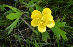 Ranunculus canus