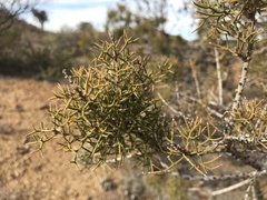 Hakea ednieana