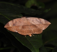 Hypopyra pudens