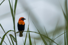 Euplectes hordeaceus