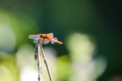 Sympetrum illotum