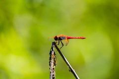 Sympetrum illotum