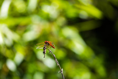 Sympetrum illotum