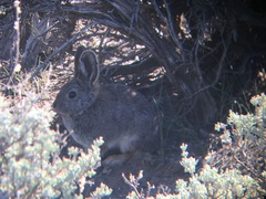 Sylvilagus idahoensis