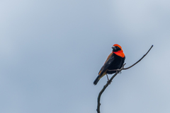 Euplectes hordeaceus