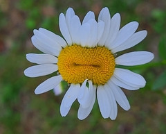 Leucanthemum vulgare