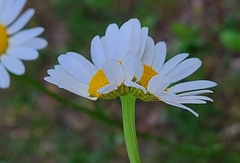 Leucanthemum vulgare
