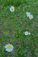 Leucanthemum vulgare