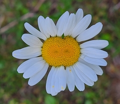 Leucanthemum vulgare