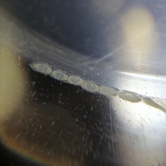 Euprosterna sapucaya