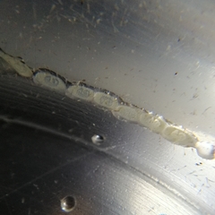 Euprosterna sapucaya