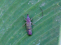 Ichthyobelus bellicosus