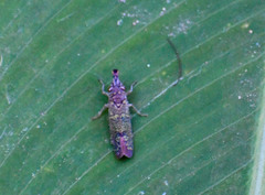 Ichthyobelus bellicosus