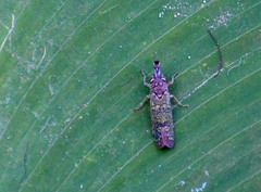 Ichthyobelus bellicosus