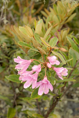 Bejaria aestuans