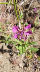Clarkia mildrediae mildrediae