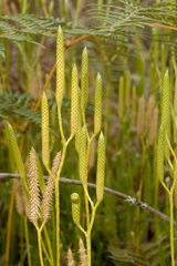 Lycopodiales