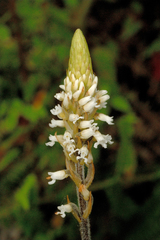 Microchilus