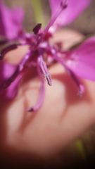 Clarkia mildrediae mildrediae