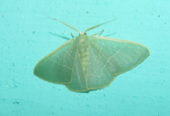 Pelagodes antiquadraria