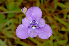 Ennealophus foliosus