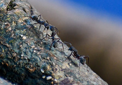 Dolichoderus decollatus