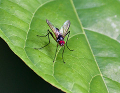 Cholomyia