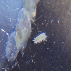 Euprosterna sapucaya