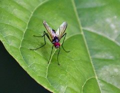 Cholomyia