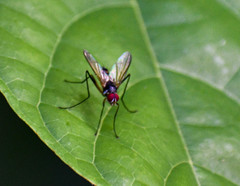 Cholomyia