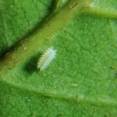 Euprosterna sapucaya