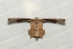 Monobolodes prunaria