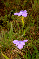 Ennealophus foliosus