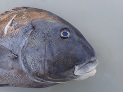 Plectorhinchus caeruleonothus