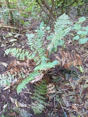 Polystichum silvaticum
