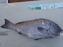 Plectorhinchus caeruleonothus