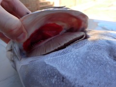 Plectorhinchus caeruleonothus