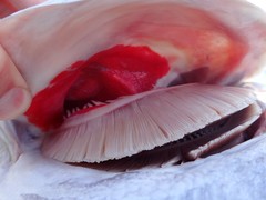 Plectorhinchus caeruleonothus