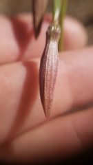 Clarkia mildrediae mildrediae