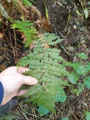 Polystichum silvaticum