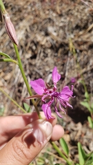 Clarkia mildrediae mildrediae
