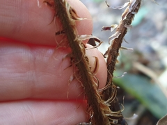 Polystichum silvaticum