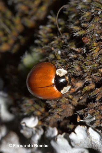 Striped Ladybird