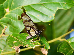 Methona confusa psamathe