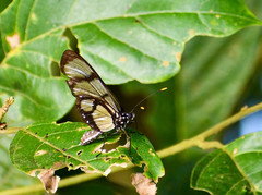 Methona confusa psamathe