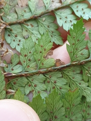 Polystichum silvaticum